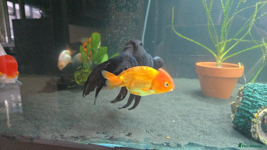 Fancy Goldfish fish for sale: Fancy goldfish looking for new home  - Image 7