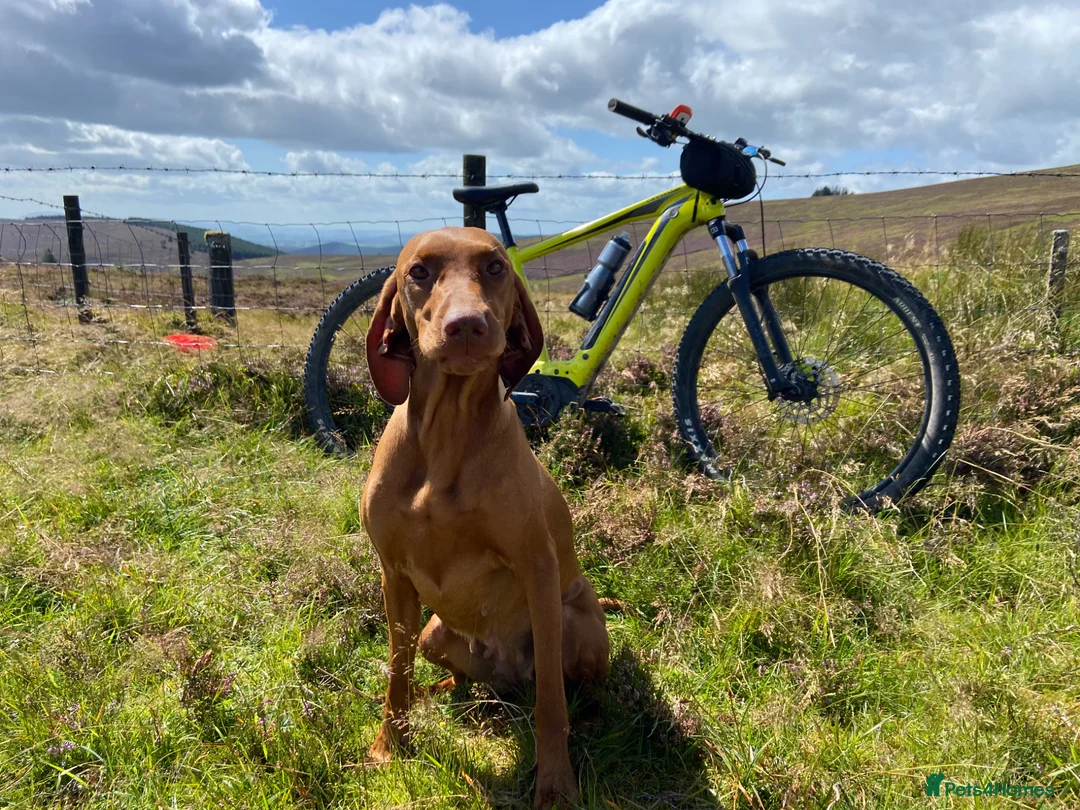 Hungarian Vizsla dogs for sale: KC Reg HV Pups, COI 1.3% ,Hip Scored For Sale in Peterlee - Advert 2