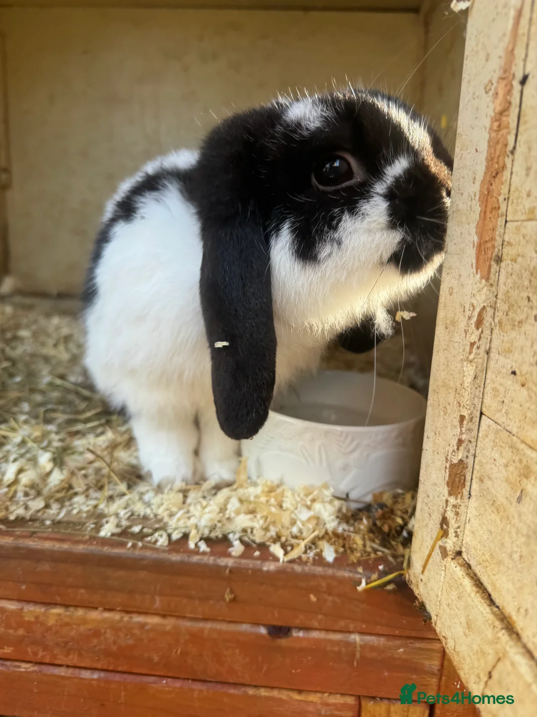 English rabbits for sale: Rabbits for rehoming  - Advert 6