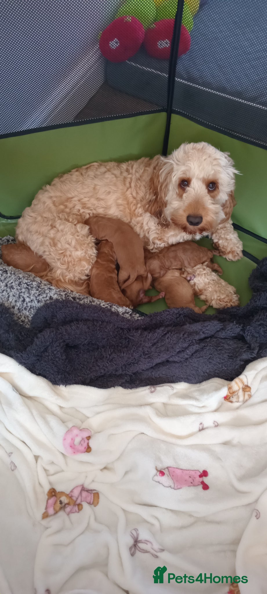 Cockapoo dogs for sale: Adorable f2 cockapoo  in Swadlincote - Advert 21
