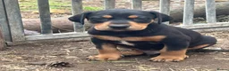 Mixed Breed dogs for sale: Doberman x lurcher puppies - Advert 16