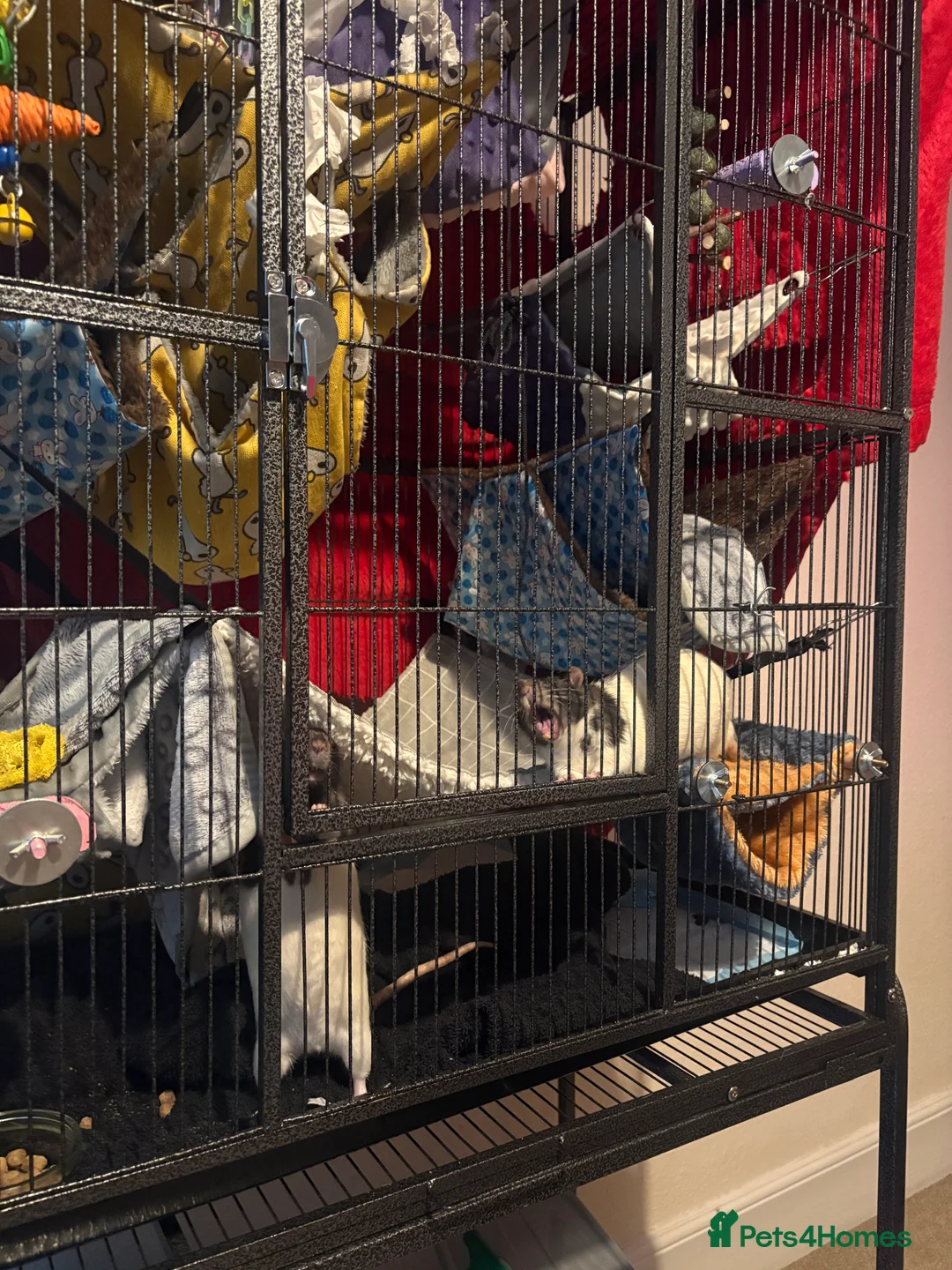 Rat rodents for sale: Luffy and Splinter are looking for a good family - Advert 8