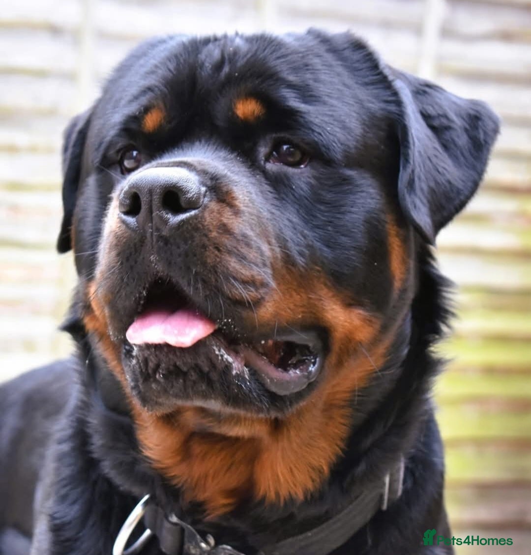 Rottweiler dogs for sale: Kc, dna, hips, elbows, eye tested parents  - Advert 10