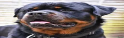 Rottweiler dogs for sale: Kc, dna, hips, elbows, eye tested parents  - Advert 8