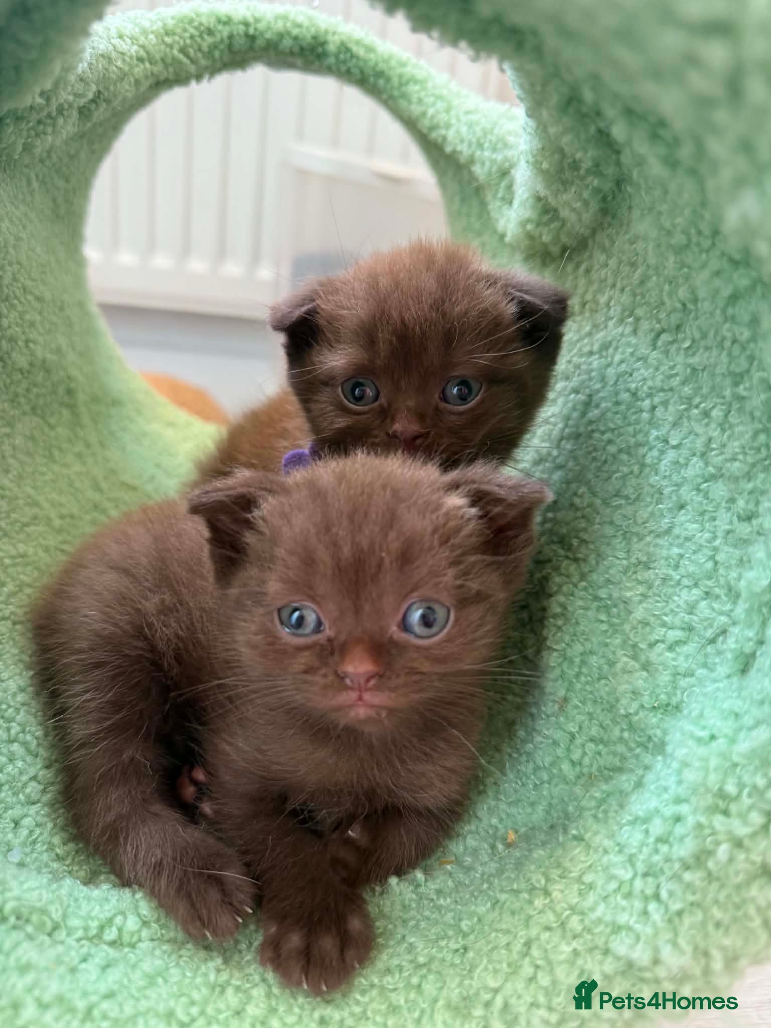 Scottish Fold cats Stunning Scottish fold/straight kittens😻 - Advert 2