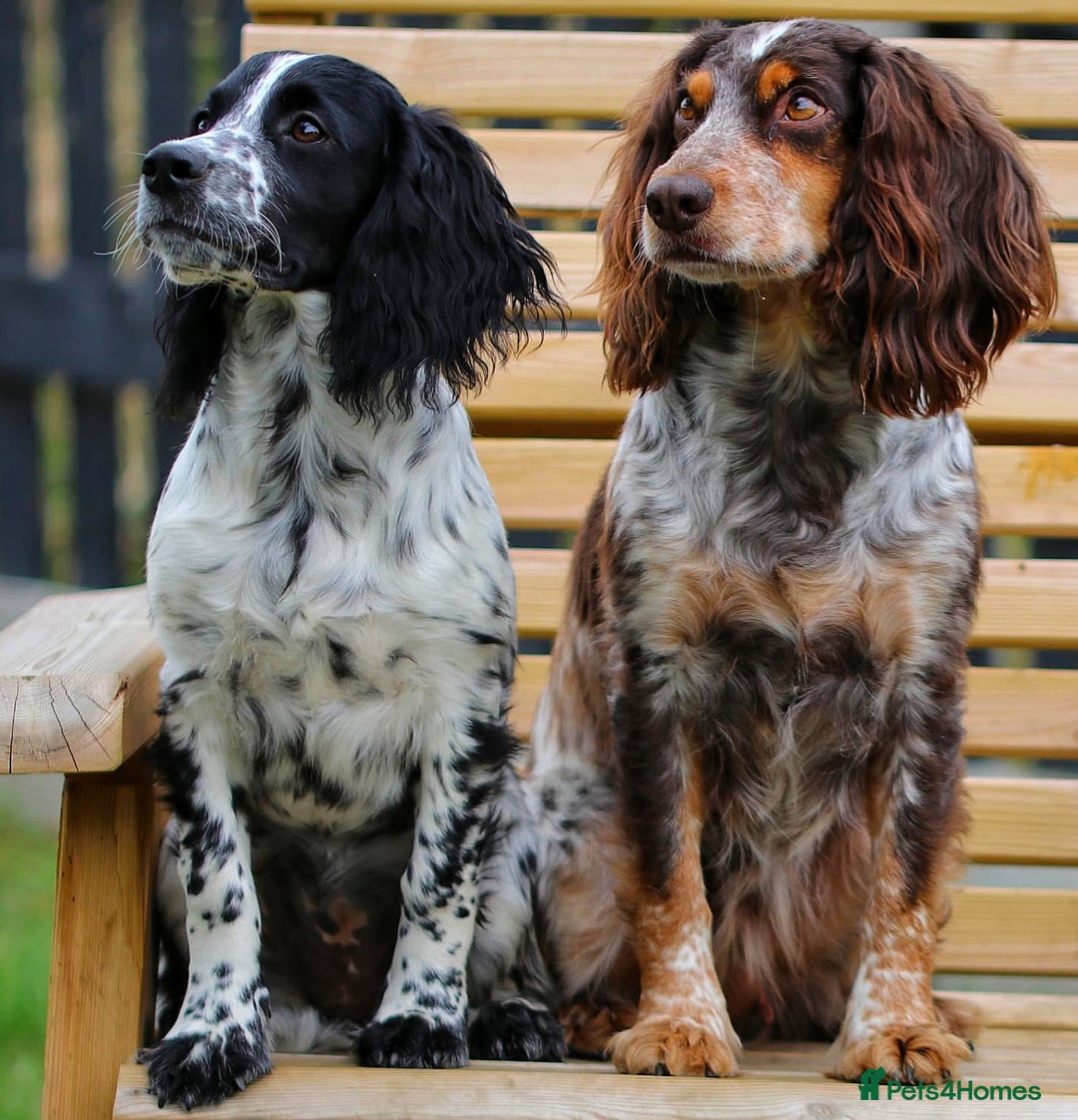 Cocker Spaniel dogs for stud: Extensively Health Tested KC Cocker - WELL PROVEN in Lincoln - Image 19