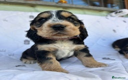 Cocker Spaniel dogs for sale: KC show type cocker spaniel  - READY NOW - Image 13