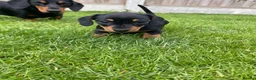 Miniature Dachshund dogs for sale: Miniature dachshund in Benfleet - Advert 4