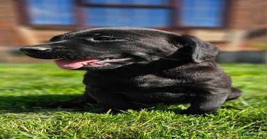 Labrador Retriever dogs - Advert 6