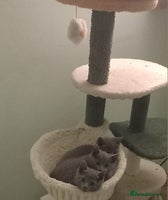 Russian Blue cats - Advert 5