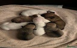 Mixed Breed dogs for sale: Bulldach Puppies - Image 2
