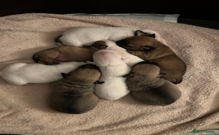 Mixed Breed dogs - Advert 12