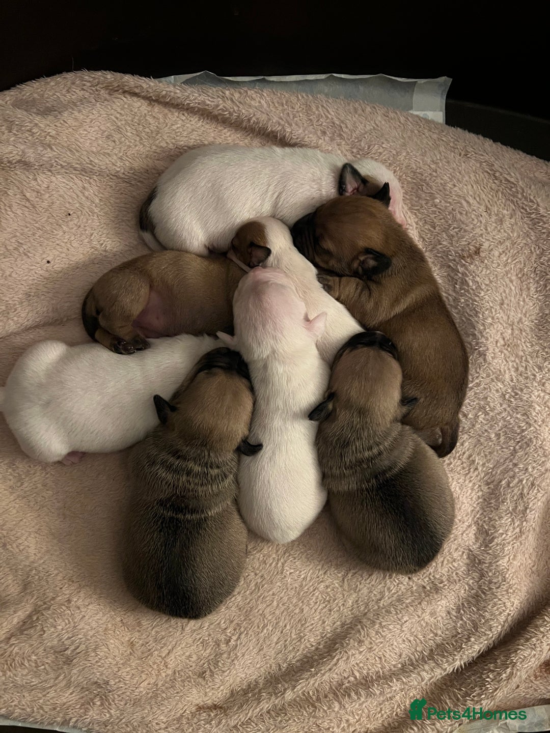 Mixed Breed dogs for sale: Bulldach Puppies - Image 2