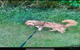 Cockapoo dogs for sale: Cockpoo  - Image 1