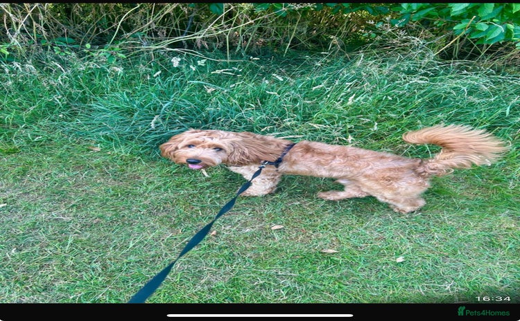 Cockapoo dogs - Advert 12