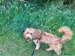 Cockapoo dogs - Advert 23