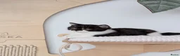 British Longhair cats for sale: GCCF British Longhair - Advert 7