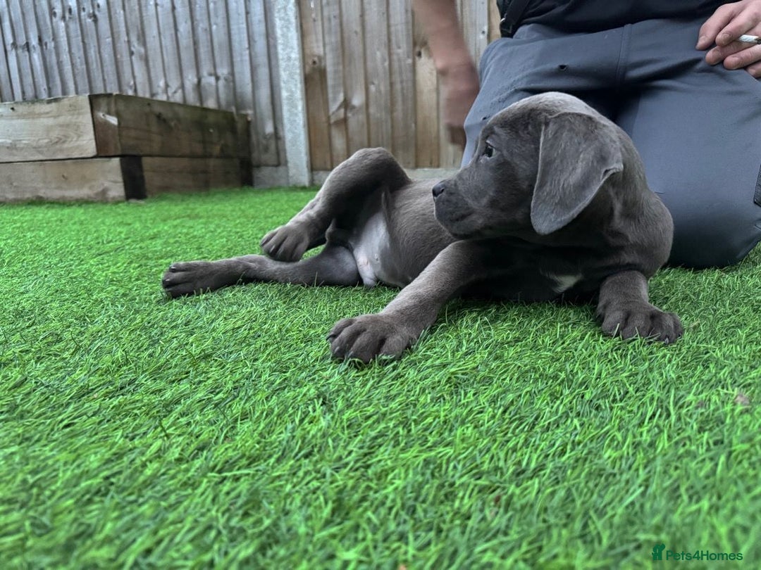 Cane Corso dogs for sale: Ready to leave - Advert 10