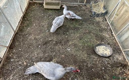 Ducks poultry for sale: Muscovy duck  - Image 2