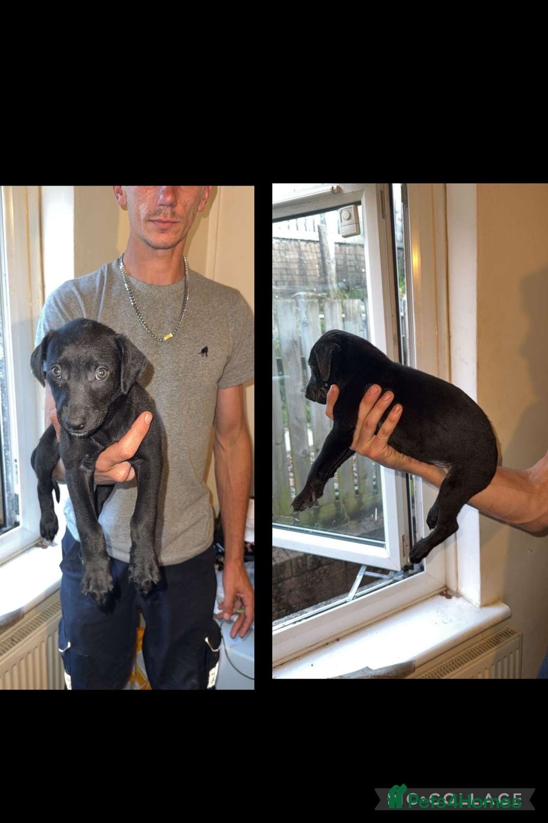 Lurcher dogs for sale: Lurcher (collie bull greyhound) pups - Image 4