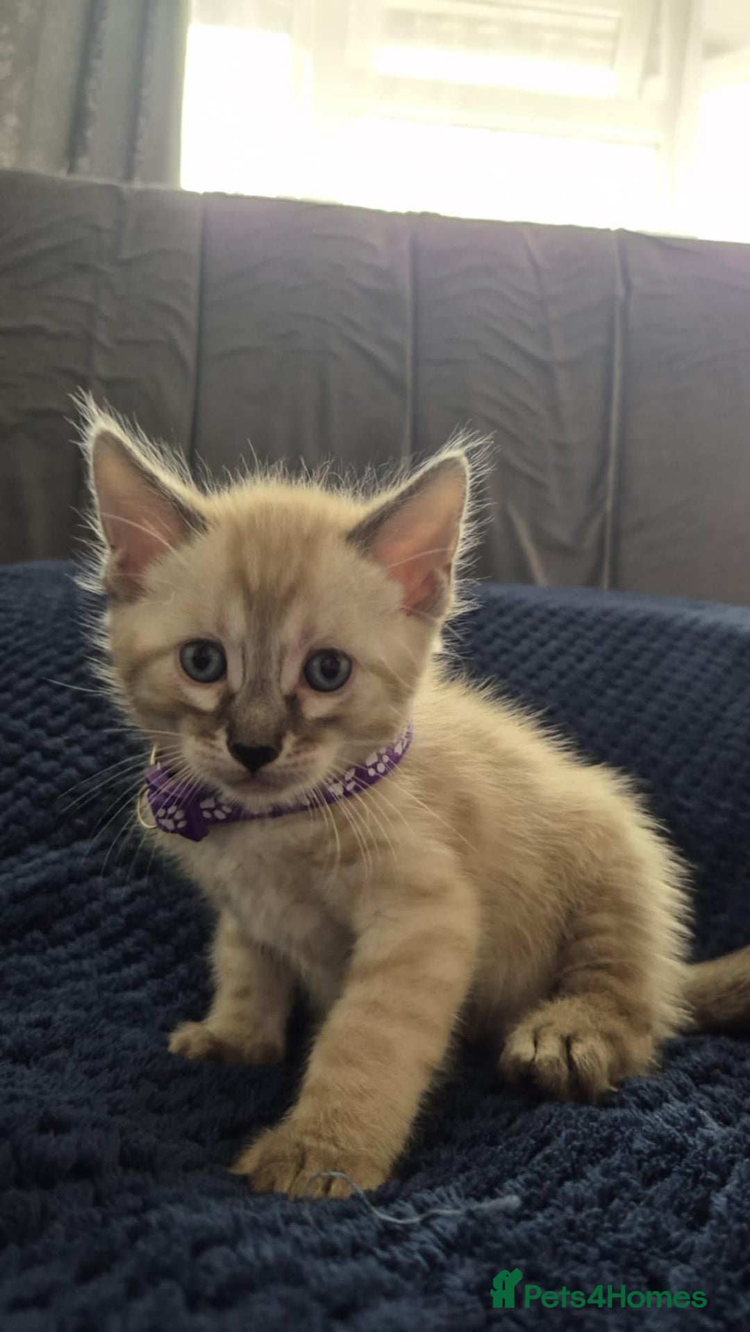 Bengal cats for sale: Kittens for sale  - Image 4