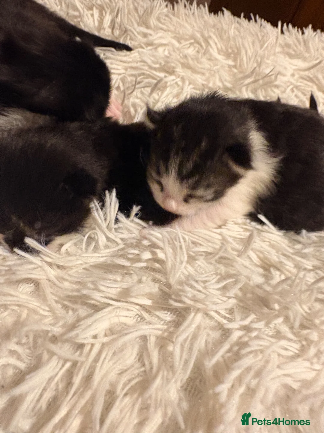 Mixed Breed cats for sale: Ragdoll cross tabby kittens ready in 3 weeks  - Advert 2