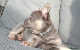 French Bulldog dogs for sale: Fluffy French bulldogs - Image 24
