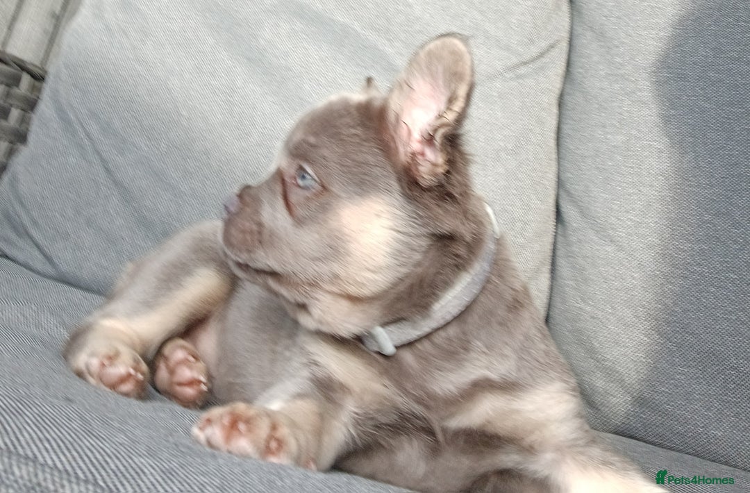 French Bulldog dogs for sale: Fluffy French bulldogs - Image 24