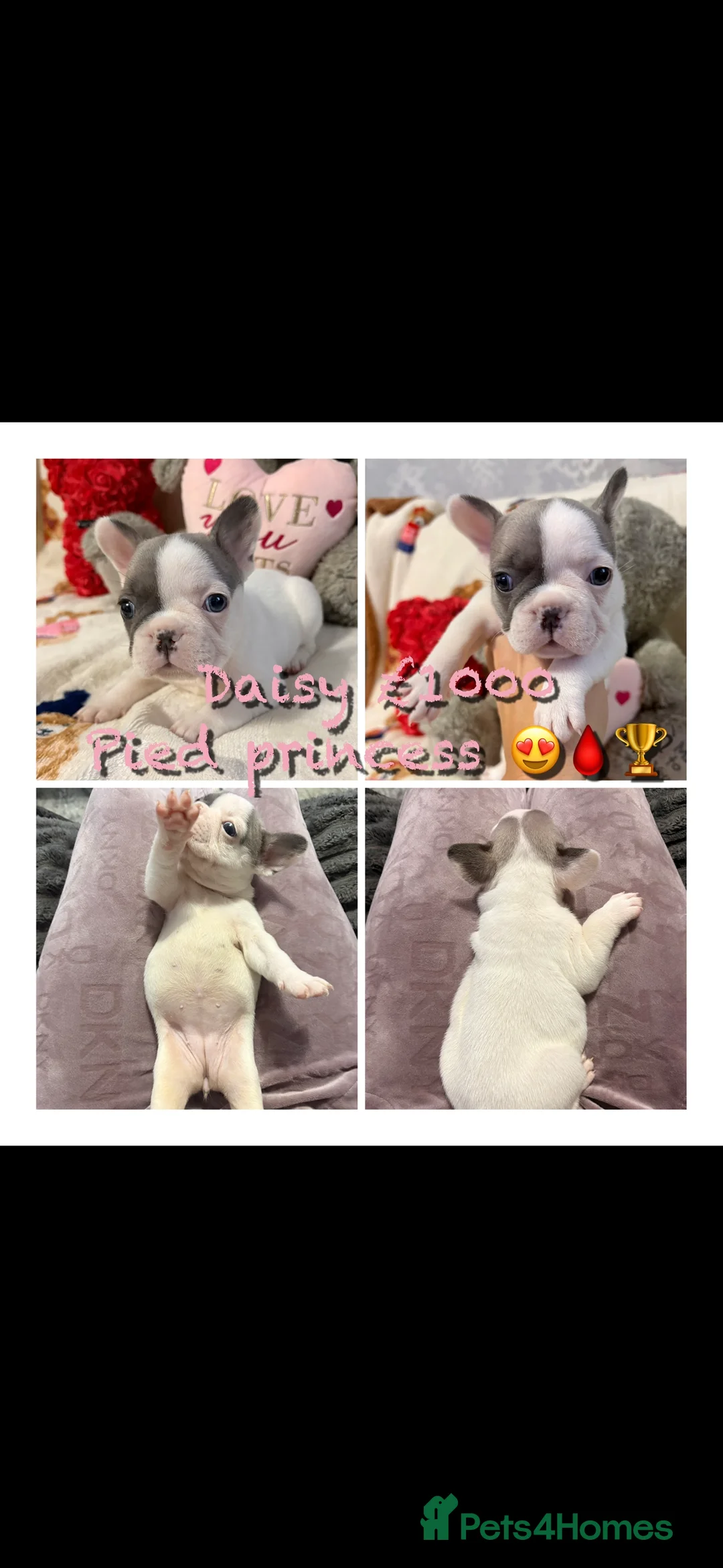 French Bulldog dogs for sale: 🏆 FRENCH BULLDOG 🏆 - Advert 5