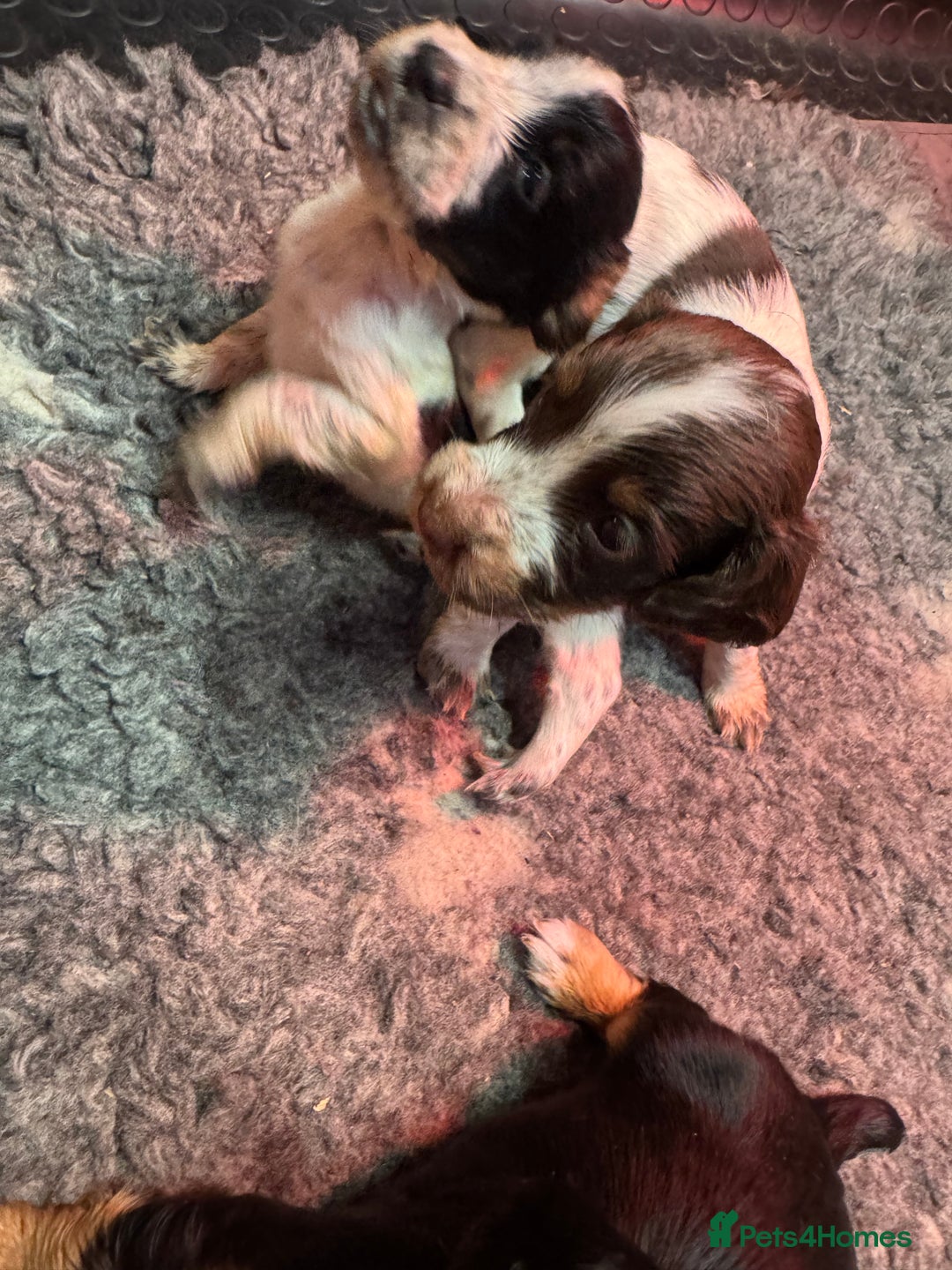 Cocker Spaniel dogs for sale: Working Cocker Spaniel Puppies - Advert 5