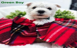 West Highland Terrier dogs for sale: Beautiful Westhighland Terrier Puppies  - Image 6