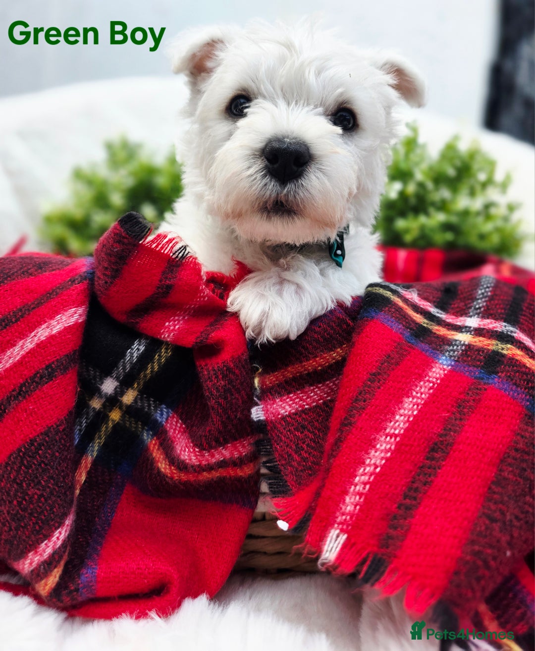 West Highland Terrier dogs for sale: Beautiful Westhighland Terrier Puppies  - Image 6