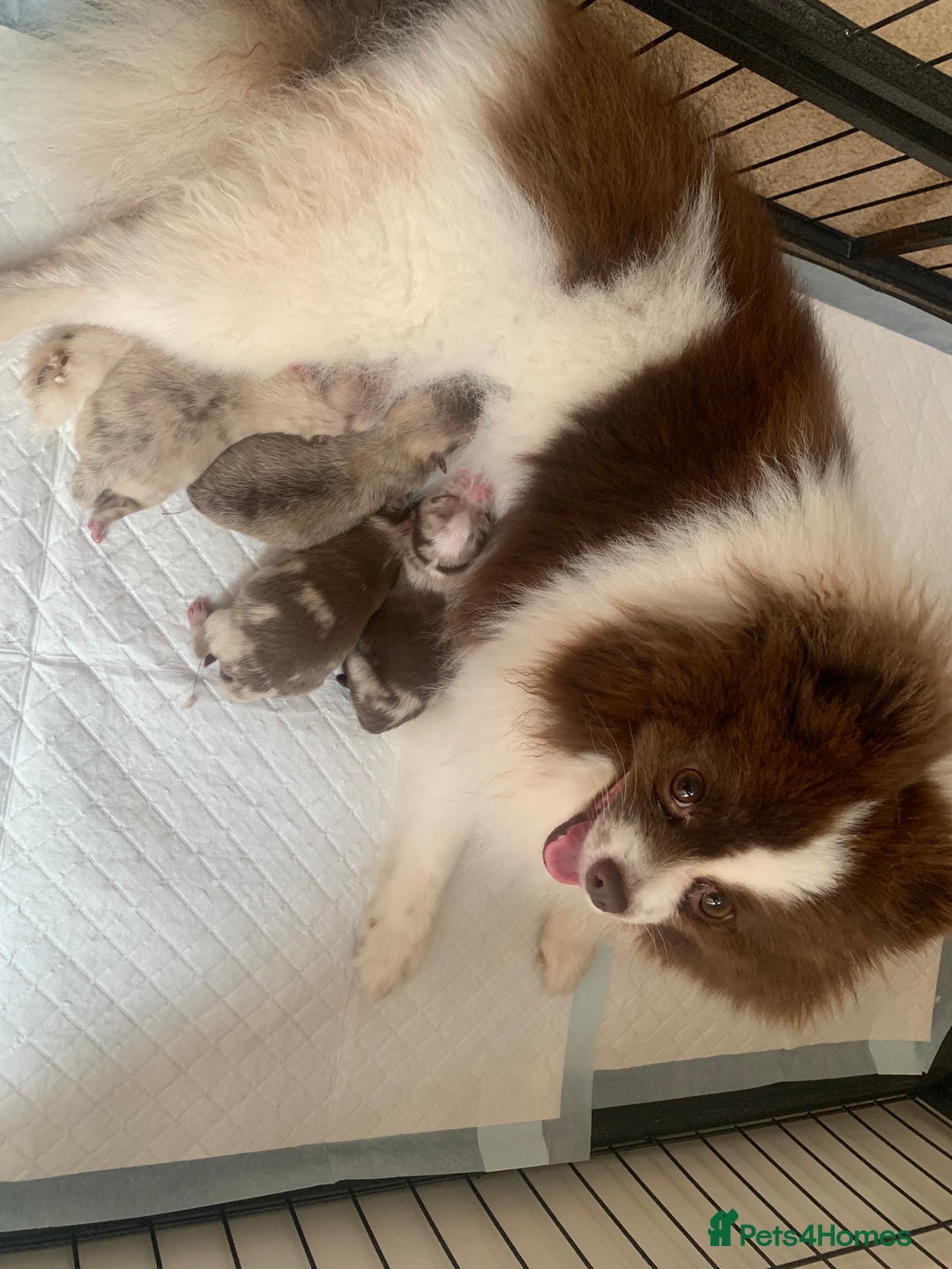 Pomeranian dogs for sale: Baby girl - Image 5