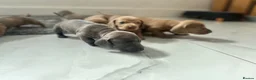 Miniature Dachshund dogs for sale: 6 beautiful baby’s ready soon  in Wingate - Advert 4