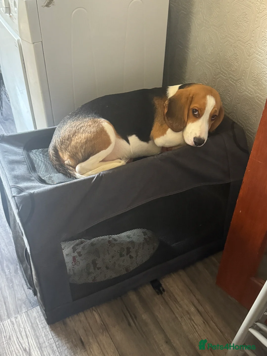 Beagle dogs for sale: Orio  - Advert 10