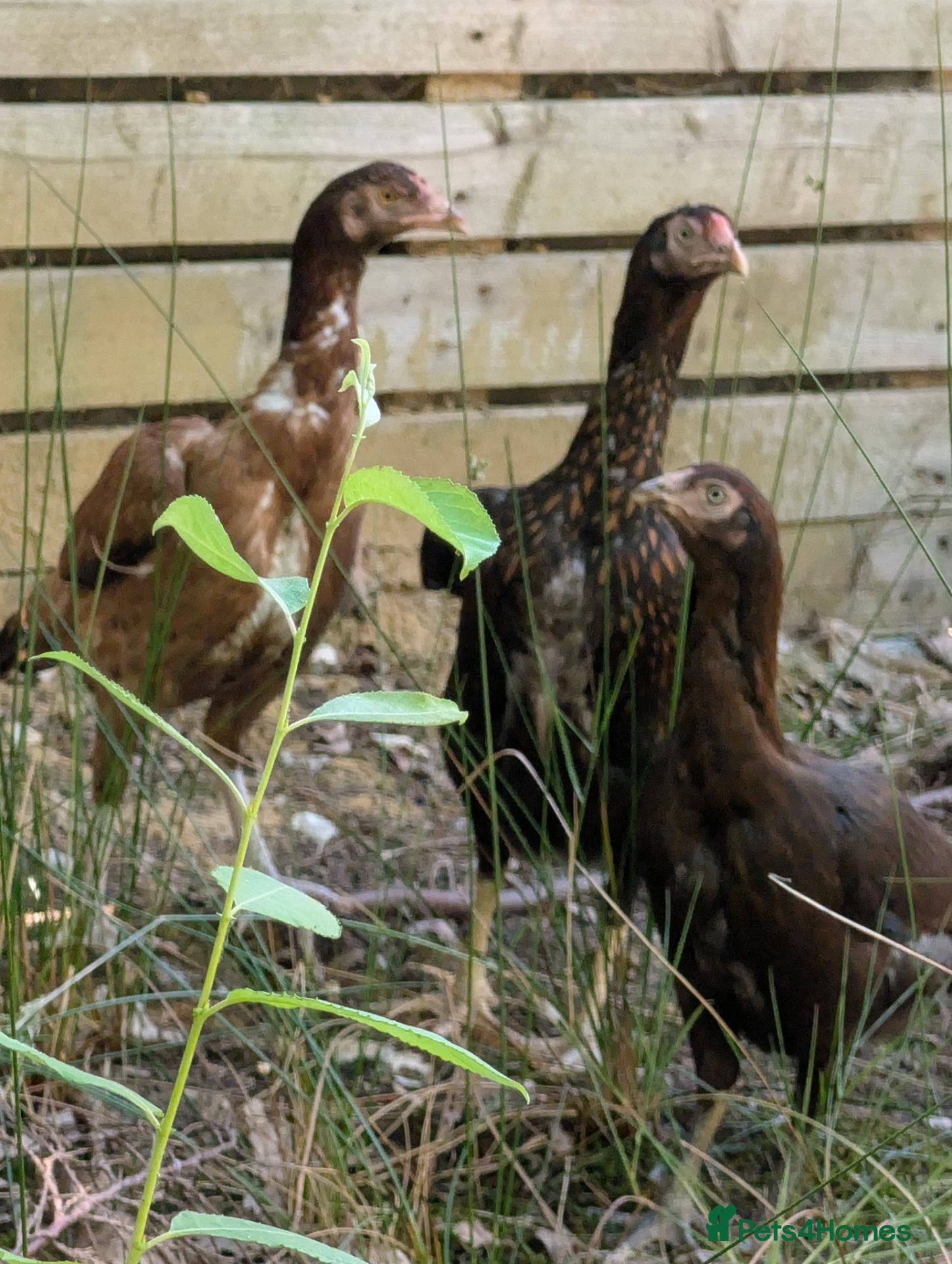 Chickens poultry Aseel females for sale  - Advert 4