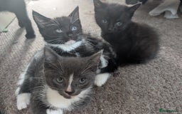 American Shorthair cats for sale: Boy kitten available - Image 1