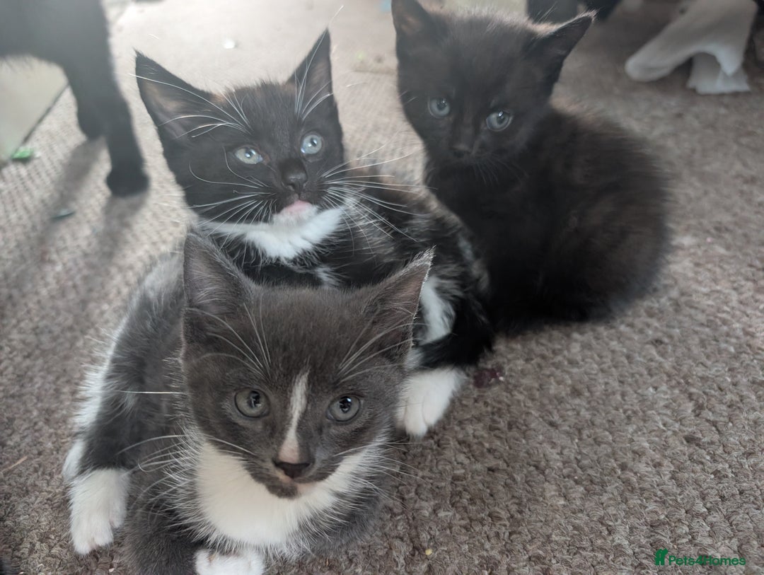 American Shorthair cats for sale: Boy kitten available - Image 1