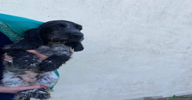 Cocker Spaniel dogs - Advert 7
