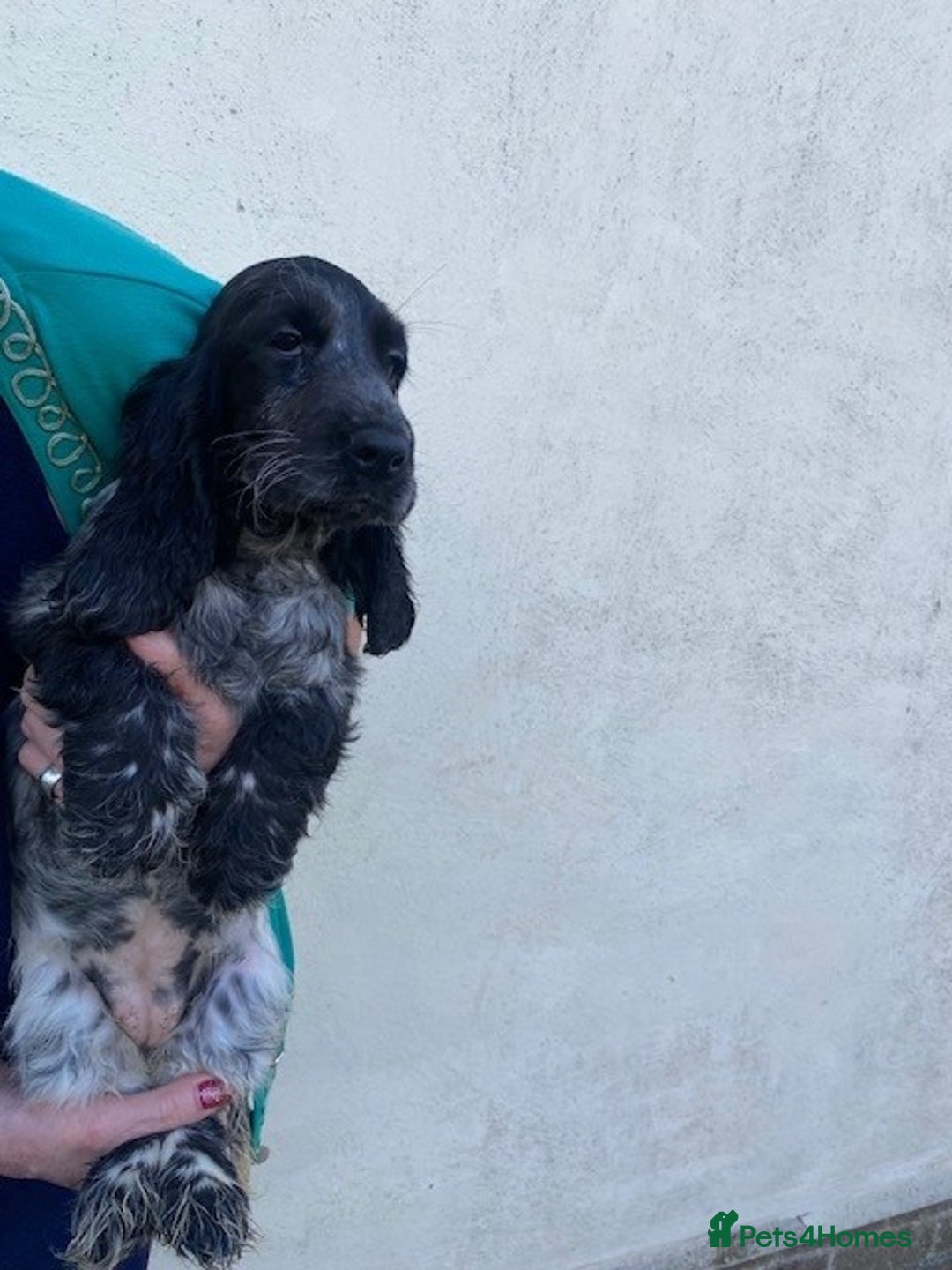 Cocker Spaniel dogs for sale: Cocker Spaniel Puppies For Sale - Image 2