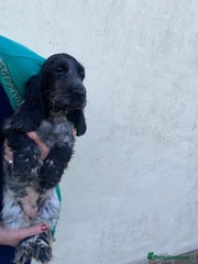Cocker Spaniel - Blue Roan Girl