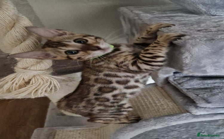 Bengal cats - Advert 1