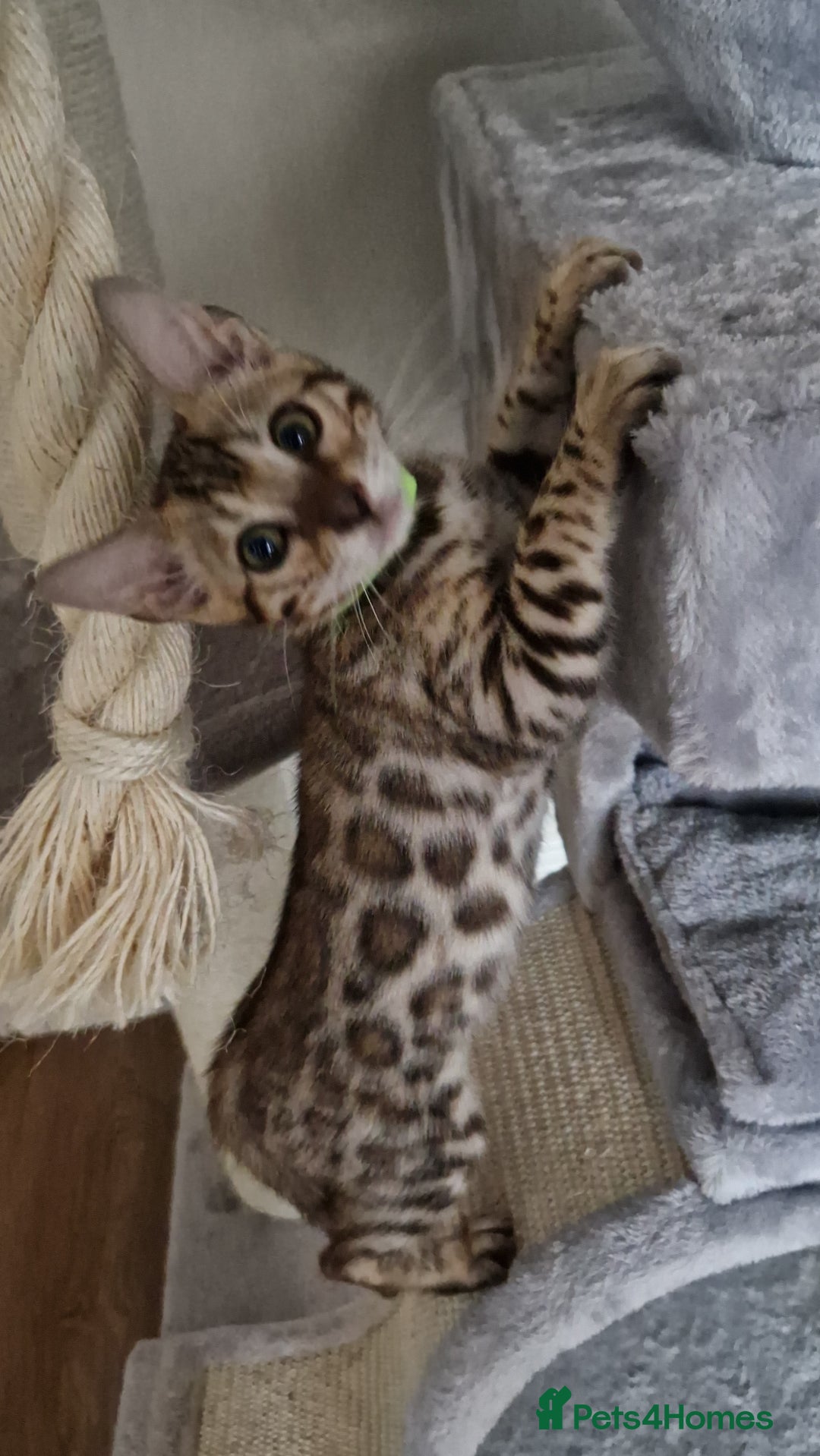 Bengal cats for sale: Last one😍Pure Bengal kittens❤️Ready to go😍 - Image 28