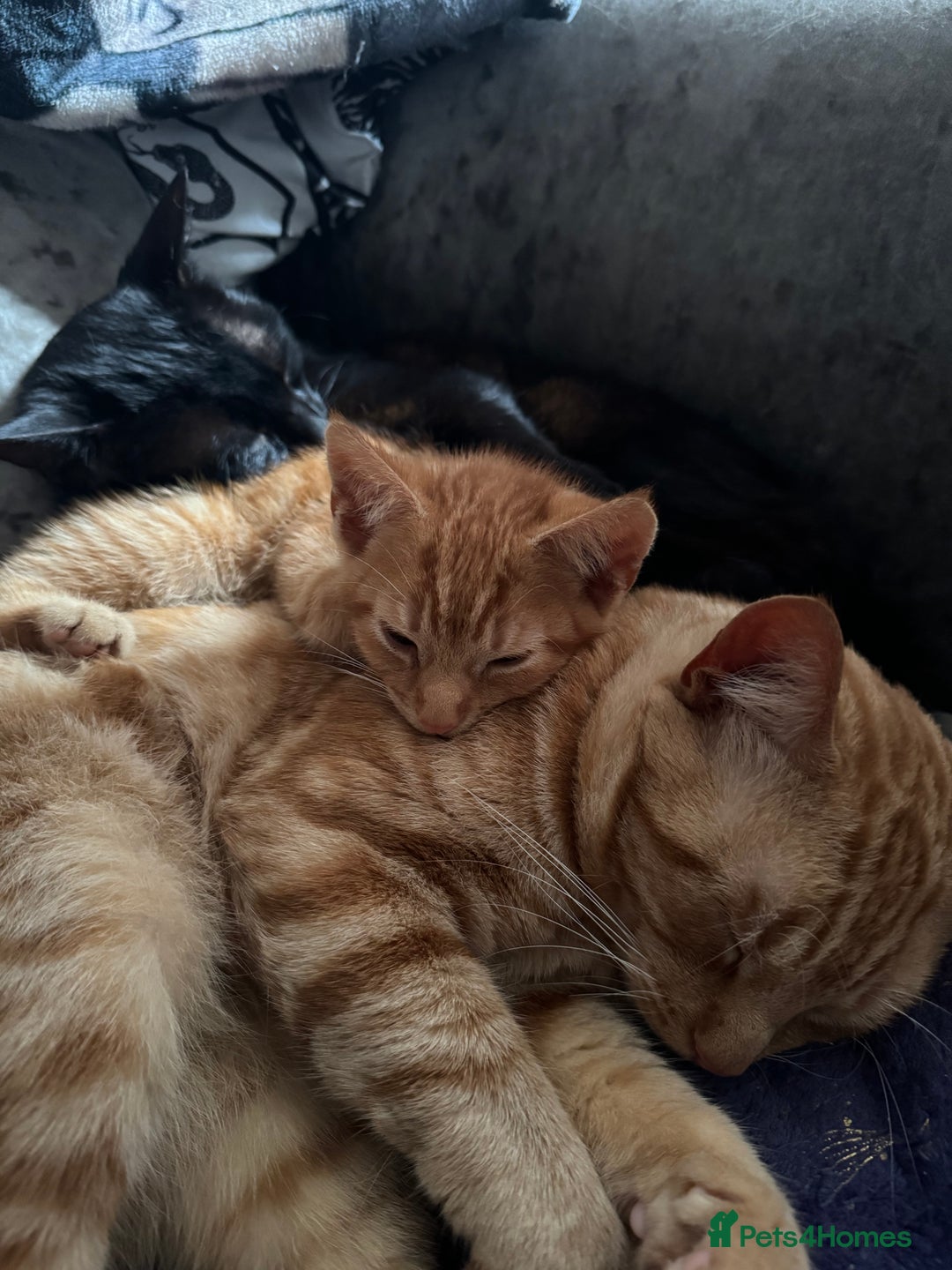 Domestic Shorthair cats for sale: Beautiful 18 week Old kittys  - Advert 12