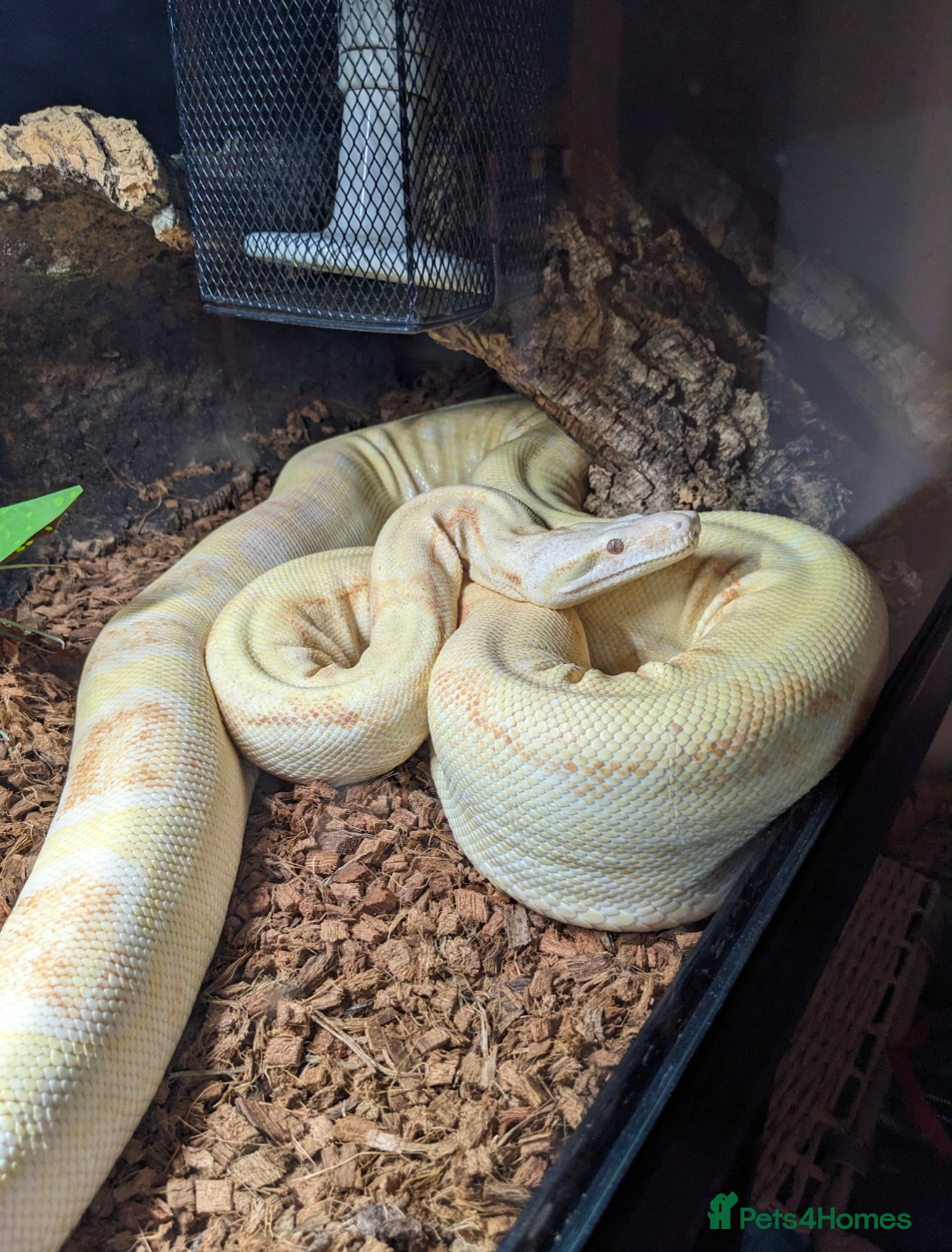 Boa Snake reptiles Male albino boa constrictor INCLUDES VIVARIUM  - Advert 2