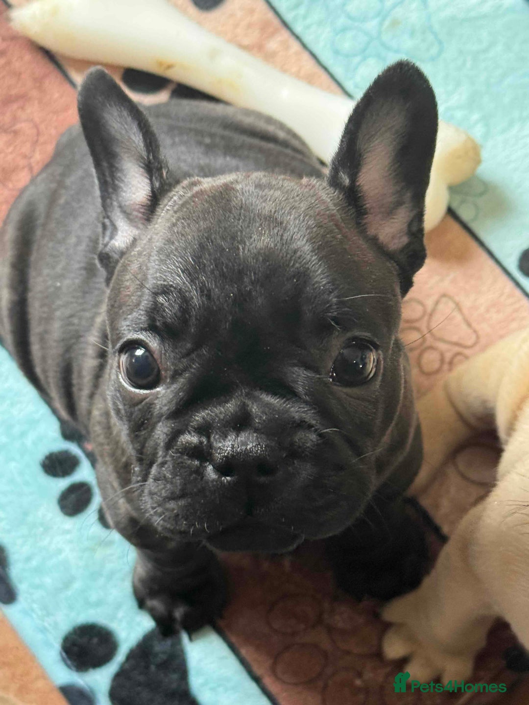 French Bulldog dogs for sale: Home-Reared French Bulldog Puppies – KC Registered - Image 4