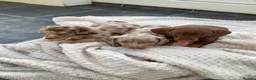 Miniature Dachshund dogs for sale: Beautiful Male KC Registered Miniature Dachshund - Advert 4