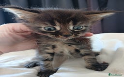 Maine Coon cats for sale: Beautiful girl!! TICA reg Maine Coon Ready Now!! in Diss - Image 11