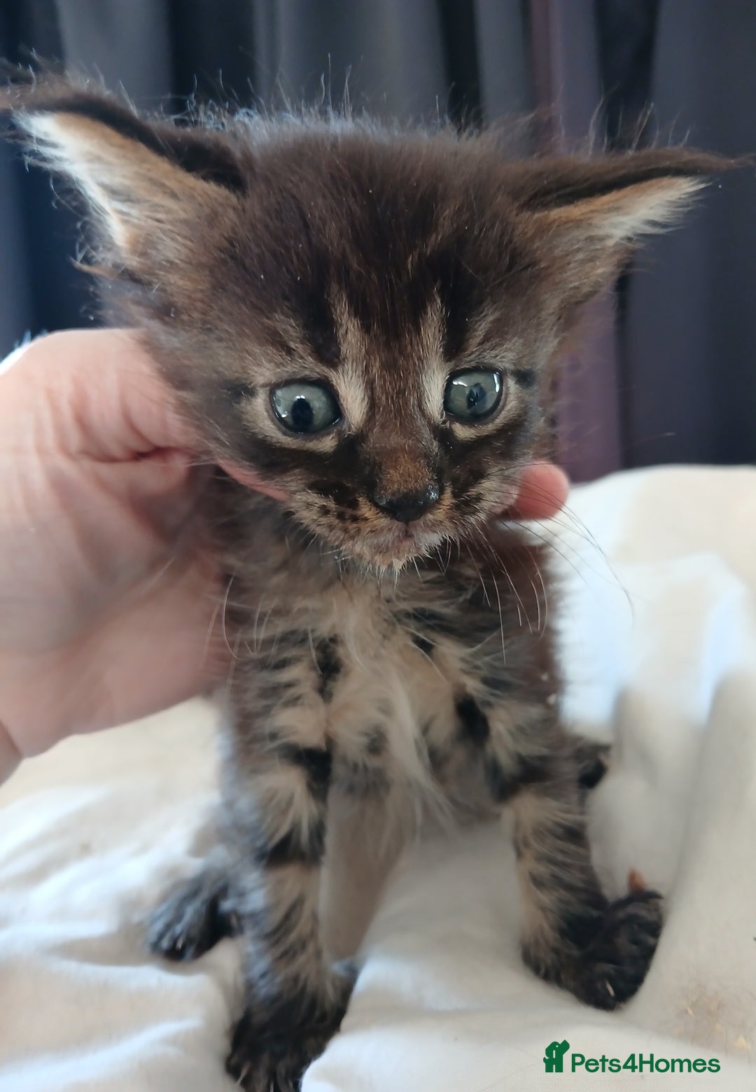 Maine Coon cats for sale: Beautiful girl!! TICA reg Maine Coon Ready Now!! in Diss - Image 11