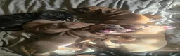 Mixed Breed dogs for sale: Pocket bully cross presa canario in Blackburn - Advert 1